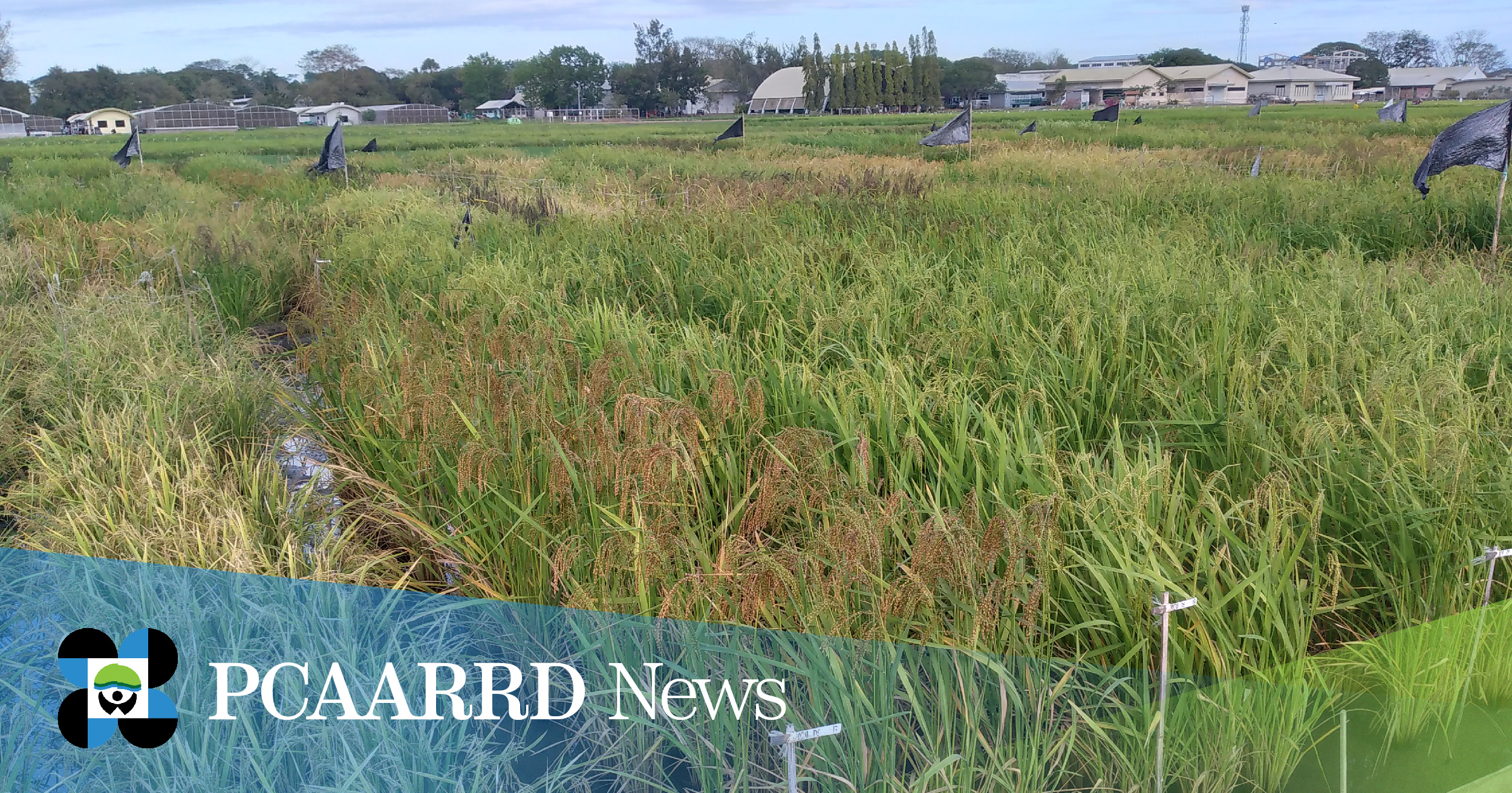 Genomics project on 1,001 Philippine traditional rice varieties, launched
